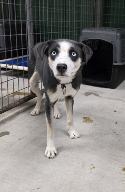 Anise (Special Counseling Required)2