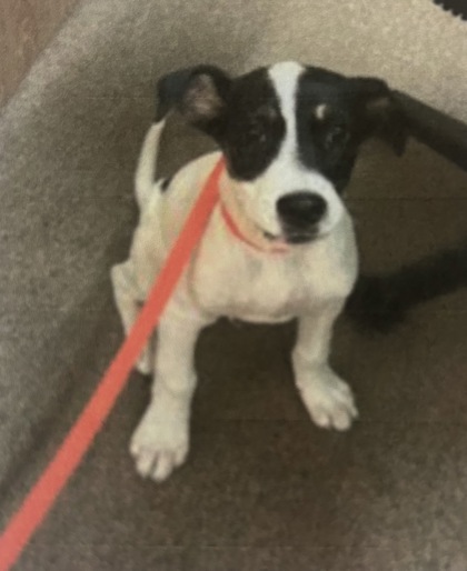 Petey *In Foster*2
