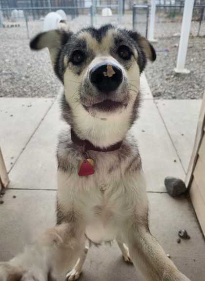 Willow (Special Counseling Required)