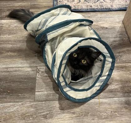 Gillie *In Foster - Diabetic Cat*3