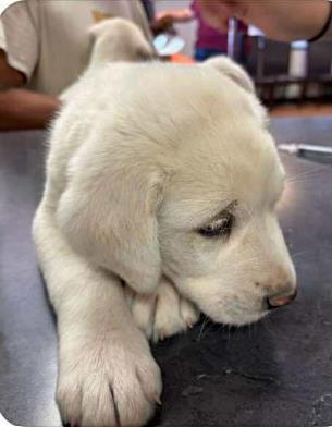 Kenai *In Foster*