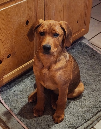 George *At Petco on 11/7*2