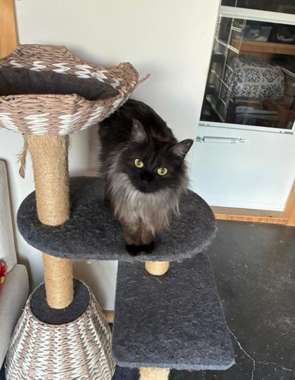 Gillie *In Foster - Diabetic Cat*