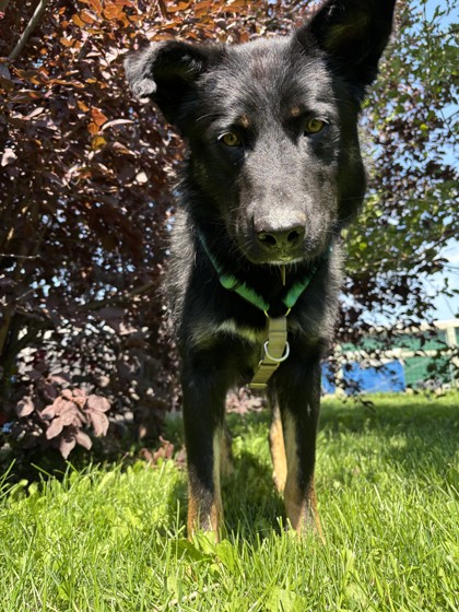 Shep