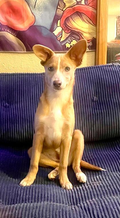 Eeny *In Foster*