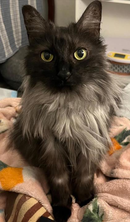 Gillie *In Foster - Diabetic Cat*