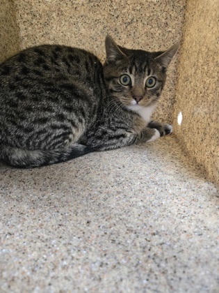 Tabasco