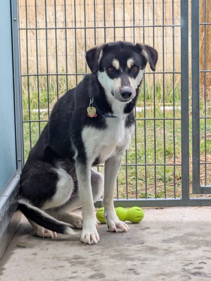 Magnolia *In Foster*