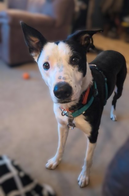 Oreo *In Foster - Appointment Required**