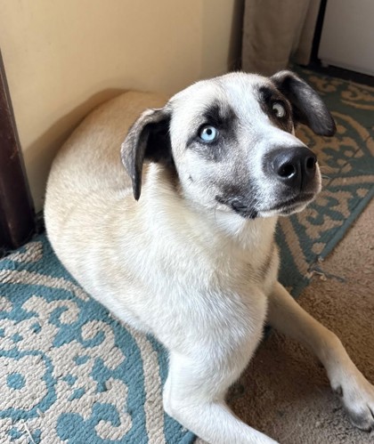 Luna *In Foster - Appointment Required**