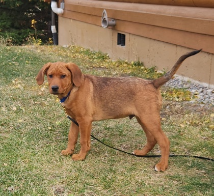George *At Petco on 11/7*3