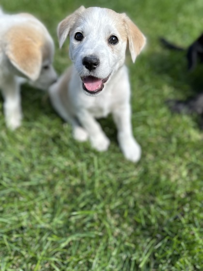 Button *In Foster*