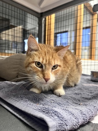 Simba2
