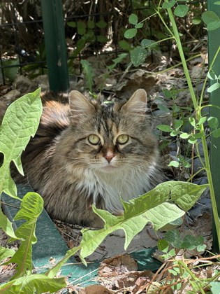 Matilda