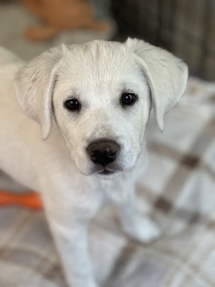 Topaz *In Foster*2