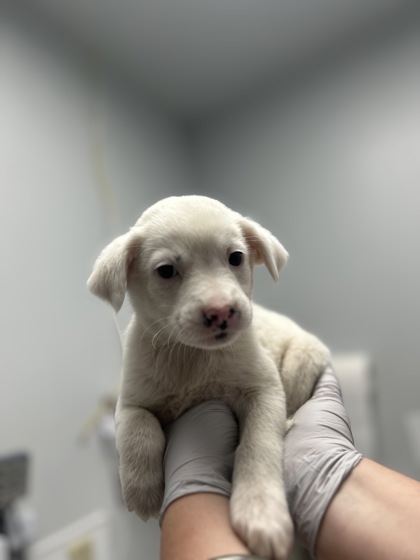 Pongo *In Foster*