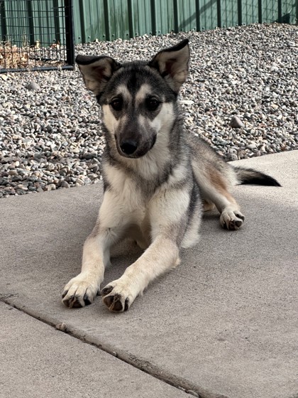 Aspen (Special Counseling Required)