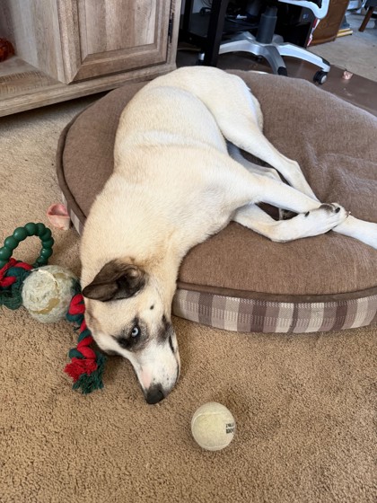 Luna *In Foster - Appointment Required**3