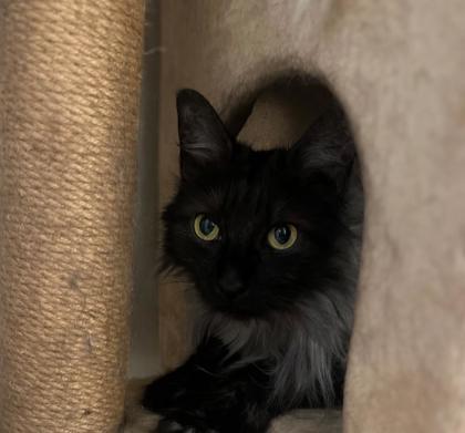 Gillie *In Foster - Diabetic Cat*3