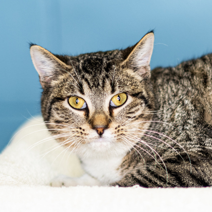 Adoptable Cats - Sioux Falls Humane Society - Sioux Falls Area