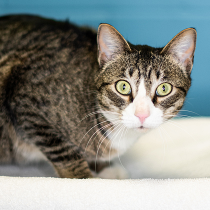 Adoptable Cats - Sioux Falls Humane Society - Sioux Falls Area