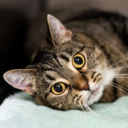 Adoptable Cats - Sioux Falls Humane Society - Sioux Falls Area Humane ...