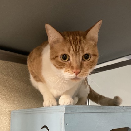 LIONEL - Domestic Shorthair / Mix available for adoption