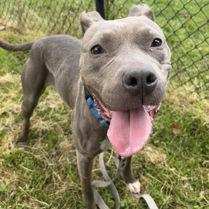 ELNINA - Mixed Breed, Large (over 44 lbs fully grown) / Mix available for adoption