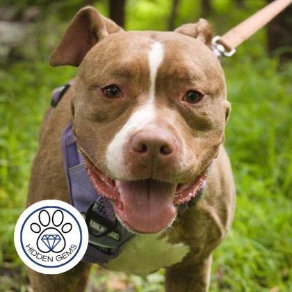 PERTH - Mixed Breed, Large (over 44 lbs fully grown) / Mix available for adoption