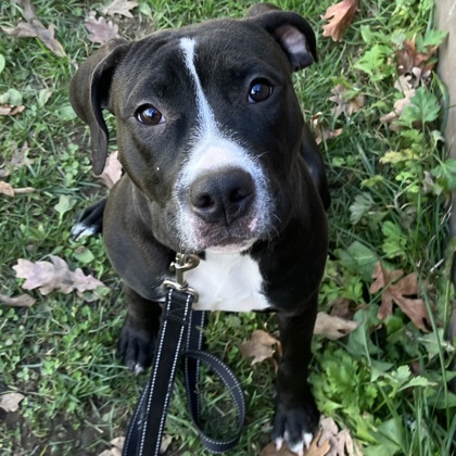 MS. PINK - Mixed Breed, Medium (up to 44 lbs fully grown) / Mix available for adoption