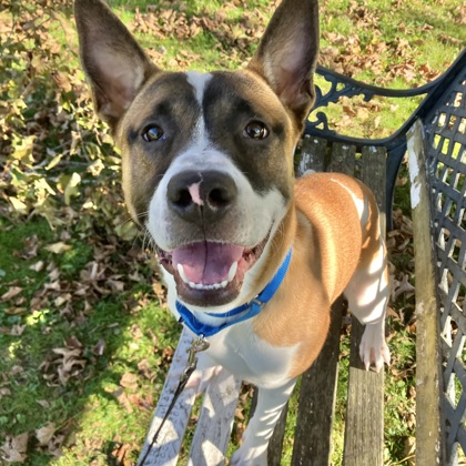 NOLAN - Mixed Breed, Large (over 44 lbs fully grown) / Mix available for adoption