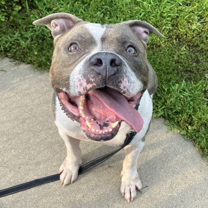 WRIGLEY - Mixed Breed, Large (over 44 lbs fully grown) / Mix available for adoption