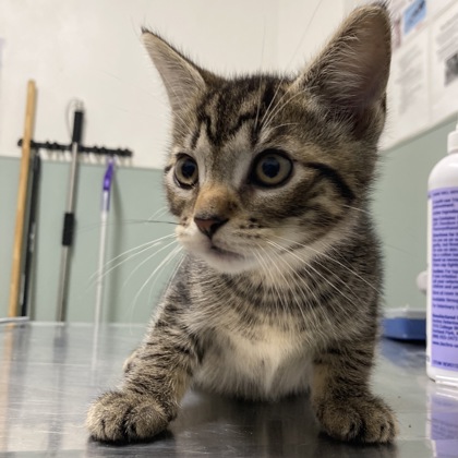 CHASSIS - Domestic Shorthair / Mix available for adoption