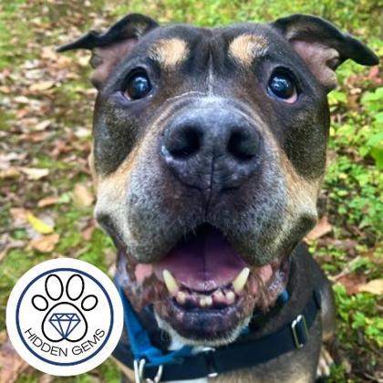 SHADY - Mixed Breed, Large (over 44 lbs fully grown) / Mix available for adoption