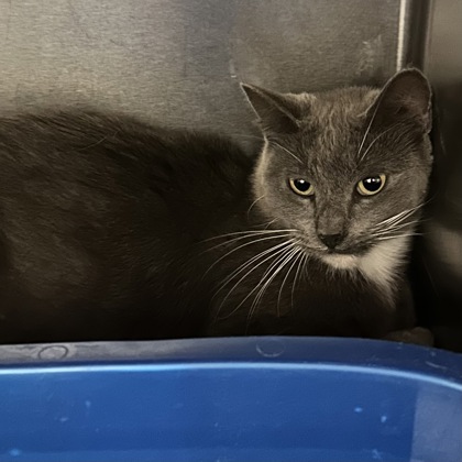 MOONDANCER - Domestic Shorthair / Mix available for adoption
