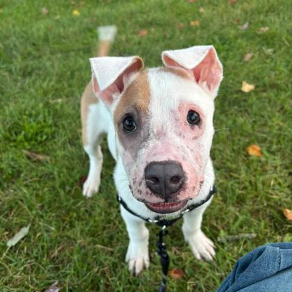 ALMOND - Mixed Breed, Medium (up to 44 lbs fully grown) / Mix available for adoption