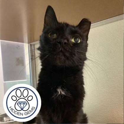 CHINA - Domestic Shorthair / Mix available for adoption