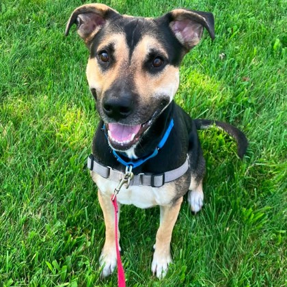 BODHI - Mixed Breed, Large (over 44 lbs fully grown) / Mix available for adoption