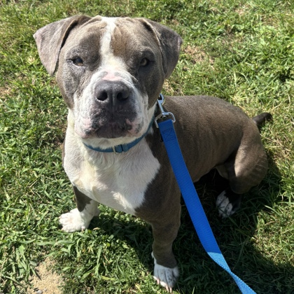 BLEU - Mixed Breed, Medium (up to 44 lbs fully grown) / Mix available for adoption