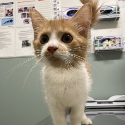 BIJOU - Domestic Shorthair / Mix available for adoption