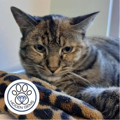 DOTTSY - Domestic Shorthair / Mix available for adoption