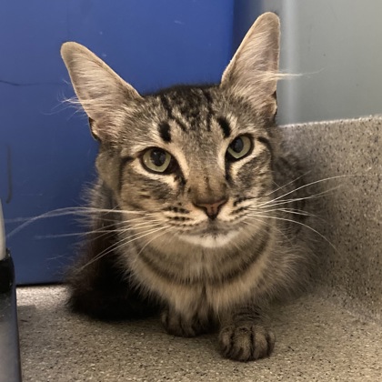 CAMILLA - Domestic Shorthair / Mix available for adoption