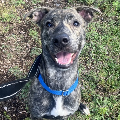 ALCHEMY - Mixed Breed, Medium (up to 44 lbs fully grown) / Mix for adoption in Albany