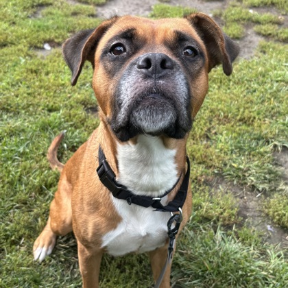 ROUX - Mixed Breed, Medium (up to 44 lbs fully grown) / Mix for adoption in Albany