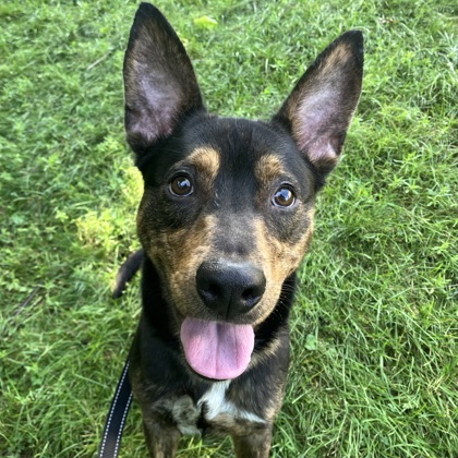 ROMEO - Mixed Breed, Medium (up to 44 lbs fully grown) / Mix available for adoption