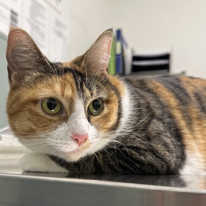 CLEMENTINE - Domestic Shorthair / Mix available for adoption