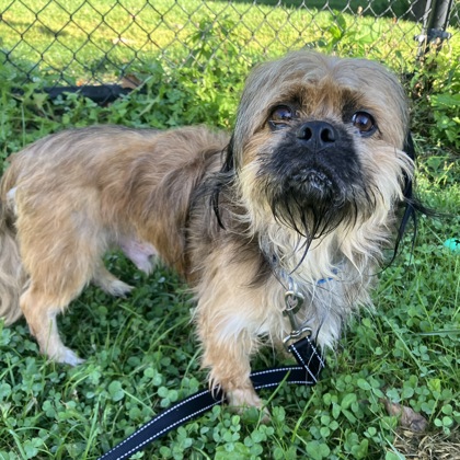 CRUMBLE - Mixed Breed, Small (under 24 lbs fully grown) / Mix available for adoption