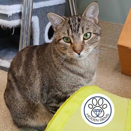 SHAW - Domestic Shorthair / Mix for adoption in Albany