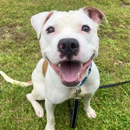 BERNARD - Mixed Breed, Large (over 44 lbs fully grown) / Mix available for adoption