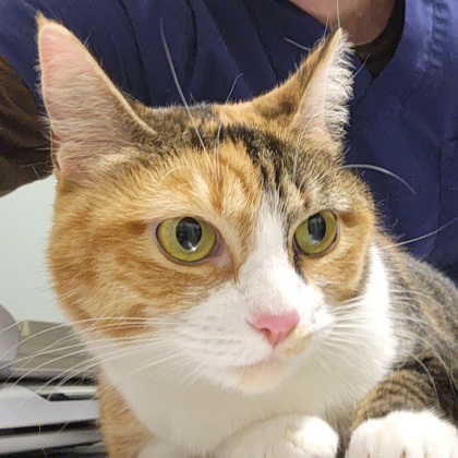 CLEMENTINE - Domestic Shorthair / Mix available for adoption